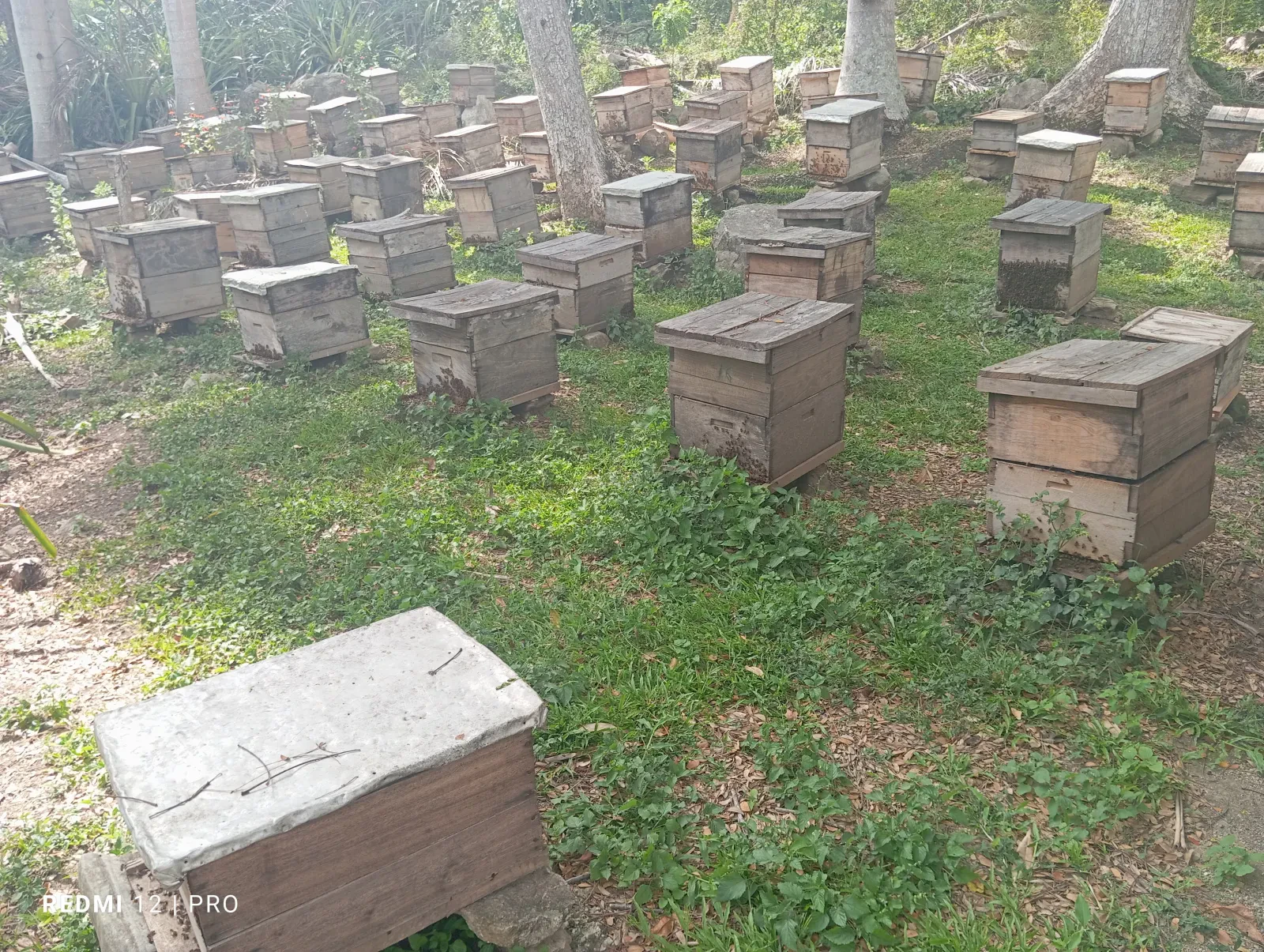 Alumno del Técnico Agropecuario revisa una colmena en el apiario del plantel (foto 1 de 3)