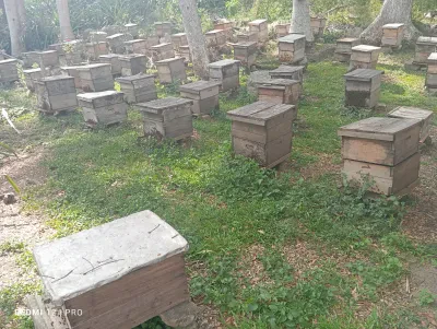 Alumno del Técnico Agropecuario revisa una colmena en el apiario del plantel (foto 1 de 3)