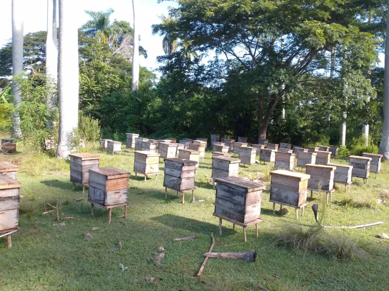 Alumno del Técnico Agropecuario revisa una colmena en el apiario del plantel (foto 3 de 3)