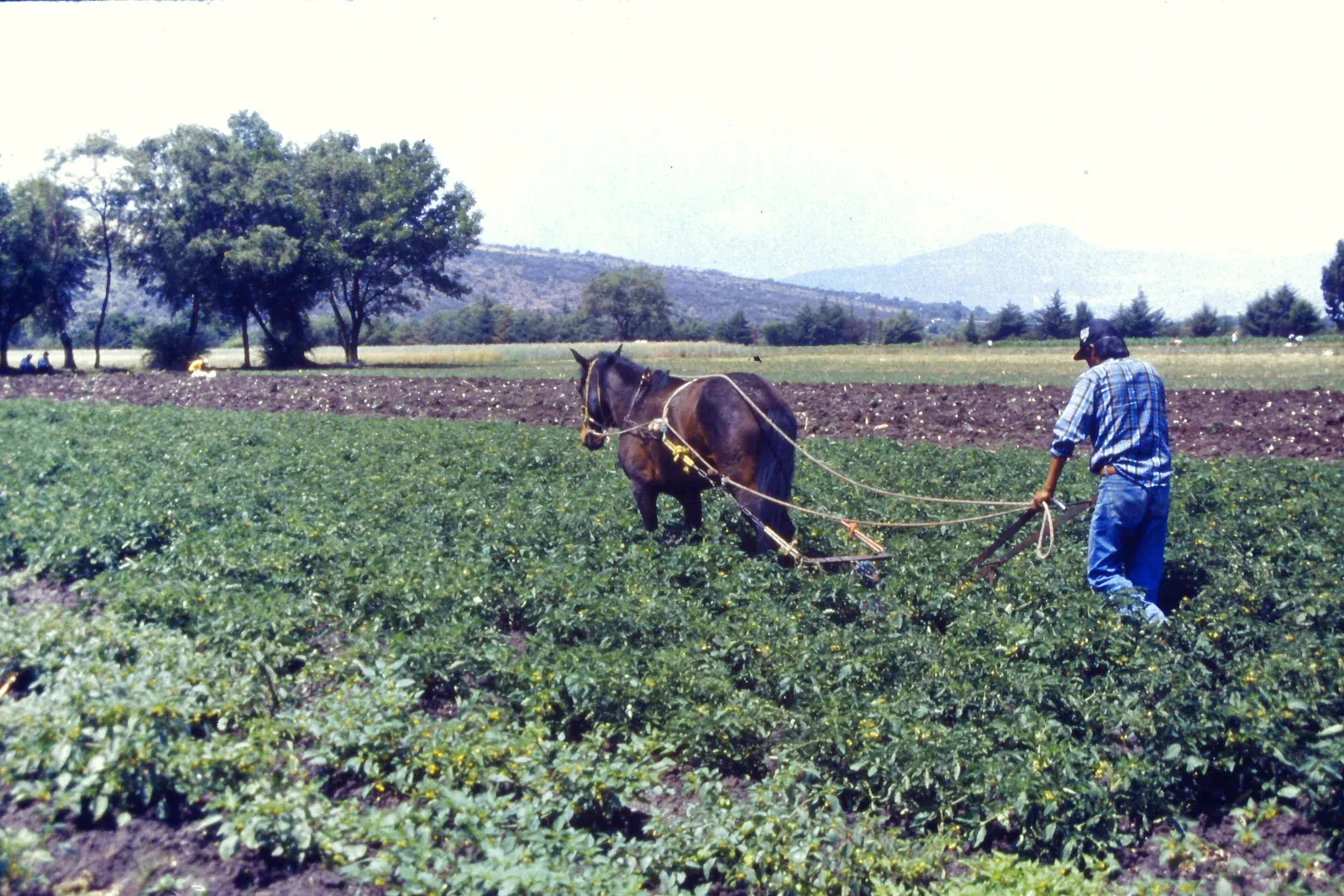 Alumnos del Técnico Agropecuario siembran maíz en la milpa del plantel (foto 1 de 6)