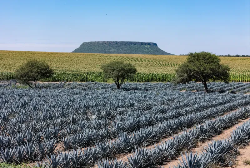 Alumnos del Técnico Agropecuario siembran maíz en la milpa del plantel (foto 2 de 6)