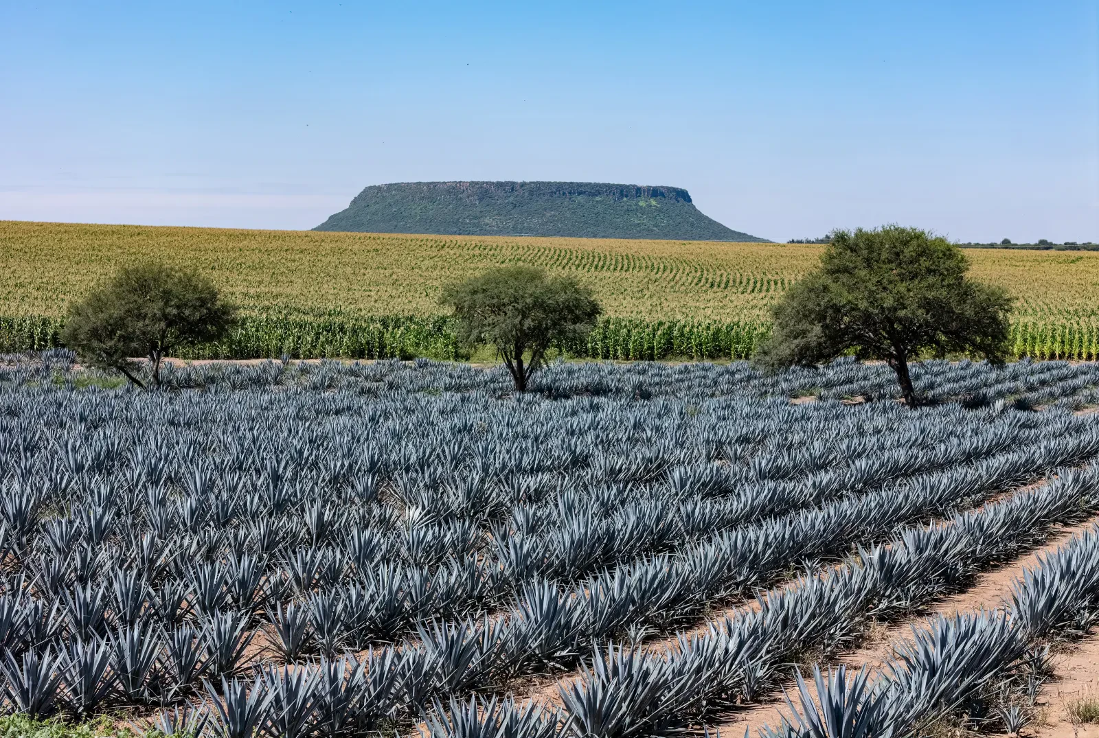 Alumnos del Técnico Agropecuario siembran maíz en la milpa del plantel (foto 2 de 6)