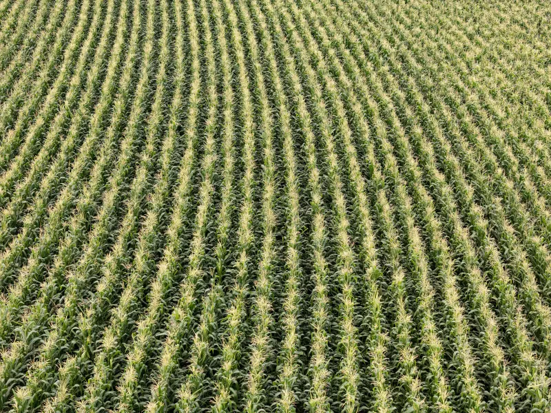Alumnos del Técnico Agropecuario siembran maíz en la milpa del plantel (foto 3 de 6)