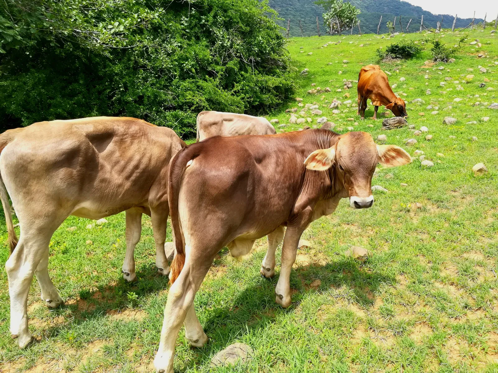Alumnos alimentan al ganado bovino en los corrales del plantel (foto 1 de 2)