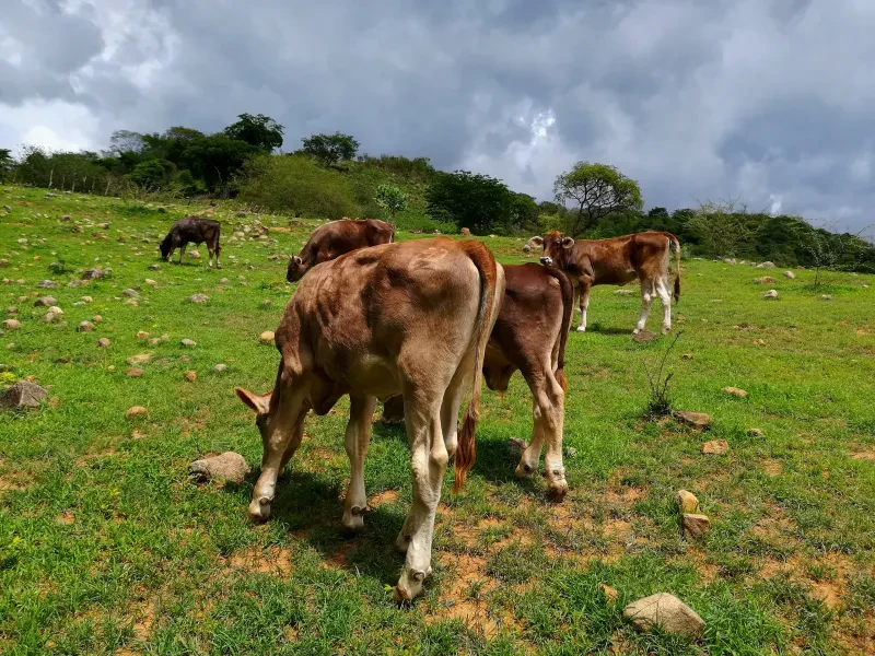 Alumnos alimentan al ganado bovino en los corrales del plantel (foto 2 de 2)