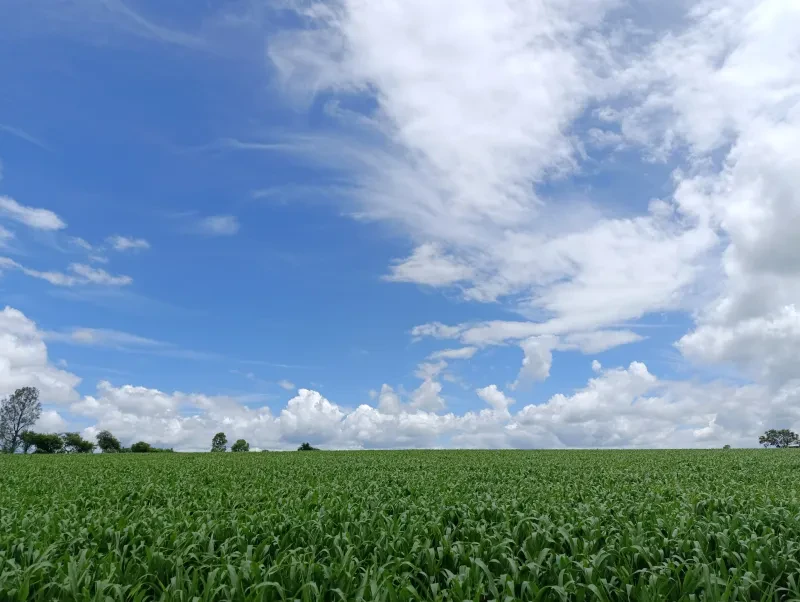 Alumnos del Técnico Agropecuario siembran maíz en la milpa del plantel (foto 4 de 6)