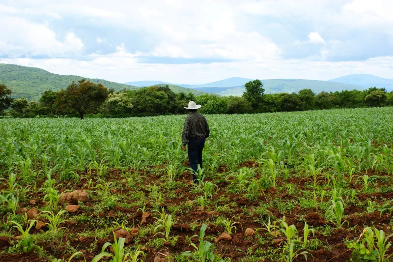 Alumnos del Técnico Agropecuario siembran maíz en la milpa del plantel (foto 6 de 6)